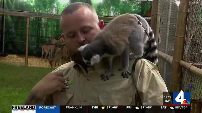 WSMV lemur