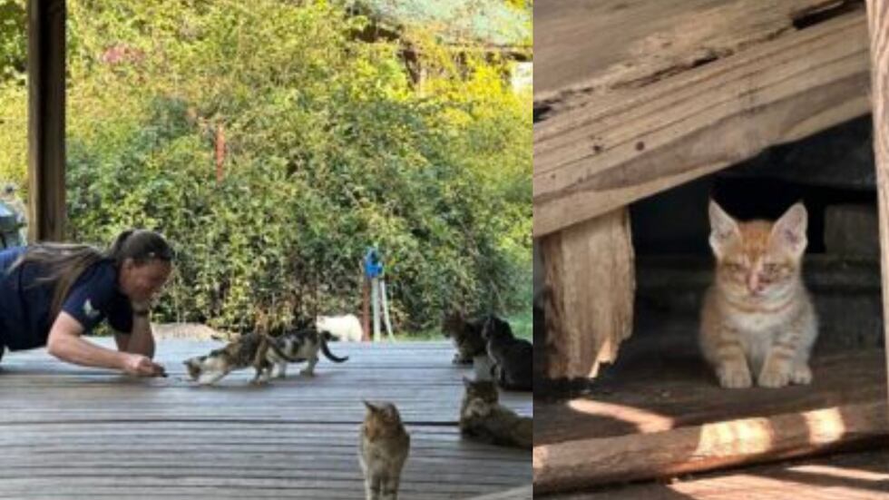More than three dozen cats were rescued from a rural home in Hickman County.