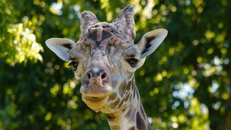 zoo generic