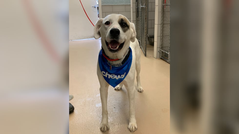 Police say a dog lost its owner in a hit-and-run crash in Tennessee.