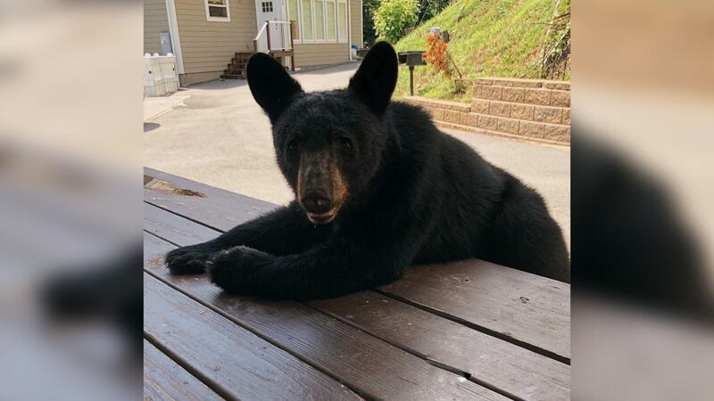 An Alabama family was vacationing in Gatlinburg when they received an unexpected visitor.